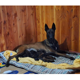 Cachorros Pastor Belga Malinois Venta