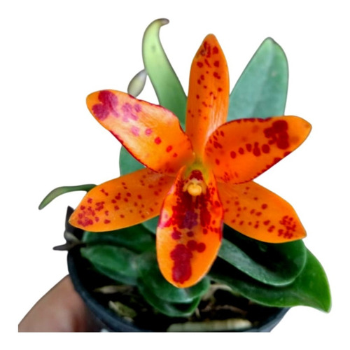 Orquídea Aurantiaca Mishima Spot - Muda