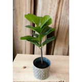 Ficus Artificial Planta Alta Interiores Con Maceta 74 Cm