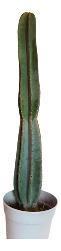 Cactus Cereus Columnar Grande 80 Cm En Maceta + Chips Deco