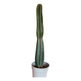 Cactus Cereus Columnar Grande 80 Cm En Maceta + Chips Deco