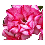 Planta Rosa Deserto Id. Lm-21 Enxerto + Brindes Sementes