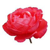 Rosauer Trepadoras Espectaculares, En Todos Los Colores !!!!