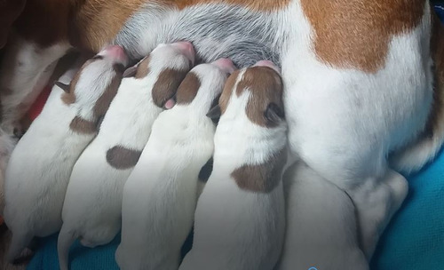 Cachorros De Jack Russell Terrier