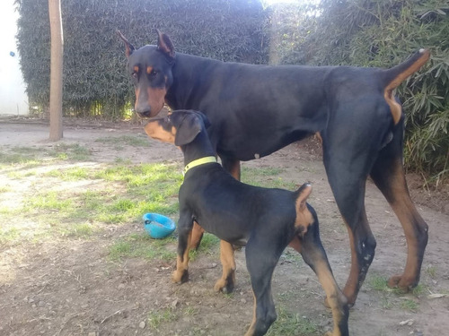 Doberman Excelentes Cachorros Inscriptos Fca