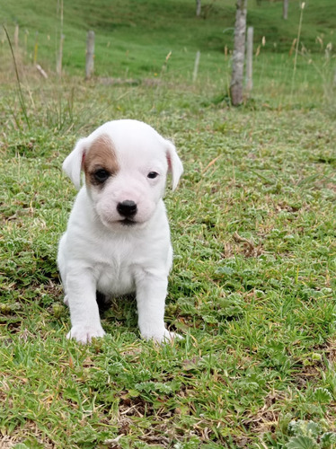 Cachorro Jack Russell Pereira Animal Pets Colombia 