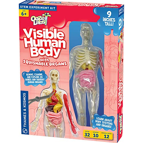 Cuerpo Humano Visible Con Órganos Exprimibles