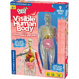 Cuerpo Humano Visible Con Órganos Exprimibles