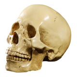 Modelo 1:1 Decoración Anatómica De Cráneo Humano De Resina P