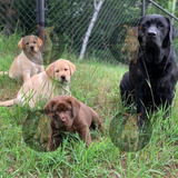 Labrador Preciosos Criadero Golden Retriever Argentina =