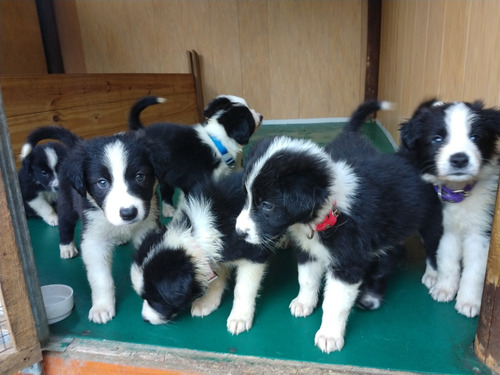 Cachorros Border Collie. Padres A La Vista!! Para Reservar!!