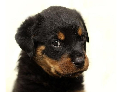 Cachorros Rottweiler 01