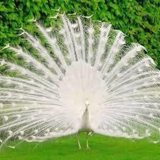 Pavo Real Blanco Reproductor 5 Años 