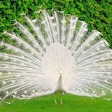 Pavo Real Blanco Reproductor 5 Años 