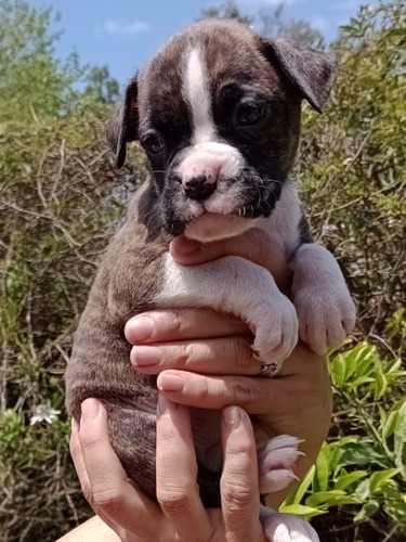 Cachorros Hermosos  Ejemplares 