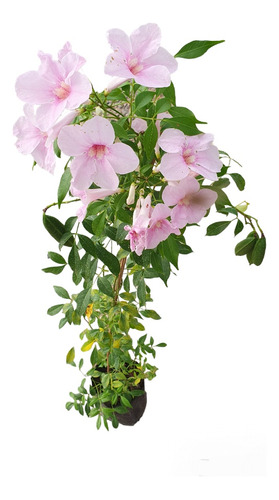 Enredadera Bignonia Pandorea Rosa, Pandorea Jasminoides.