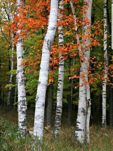 Árbol Abedul Corteza Blanca 