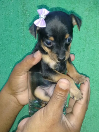 Pinscher Miniatura 