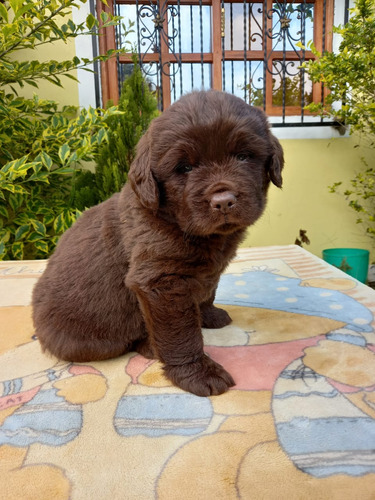 Cachorra Terranova Bogotá Animal Pets Colombia 