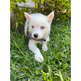 Cachorro Pomsky Bogotá Animal Pets Colombia 