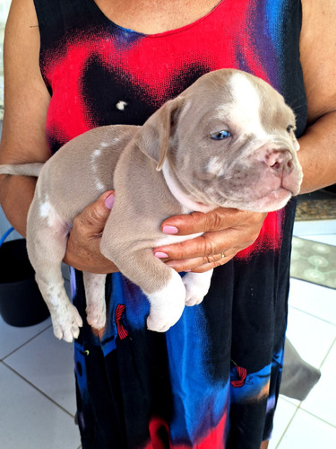 Filhotes De American Bully