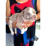 Filhotes De American Bully