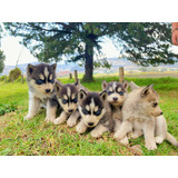 Siberian Husky !!  Linea Fci De Royal Kennel