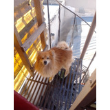 Perrito Pomerania 4 Años Macho 