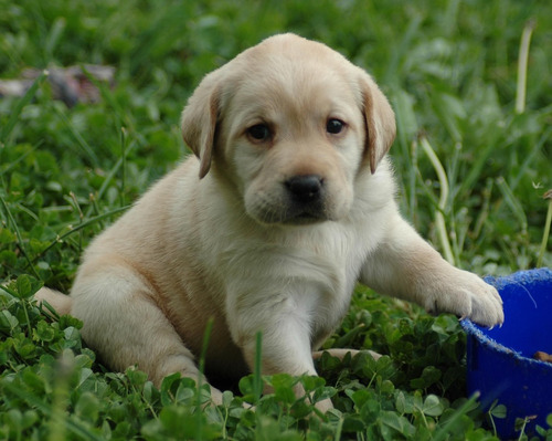 Golden Retriever Linaje Puro De Seleccion