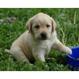 Golden Retriever Linaje Puro De Seleccion