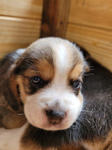 Preciosa Cachorra Beagle Tricolor 