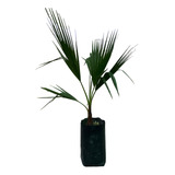 Palmera Washingtonia