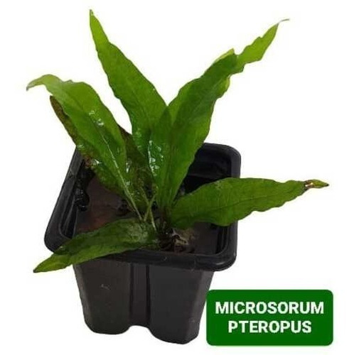 Microsorum Pteropus Linda Planta Aquario Plantado P/ Troncos