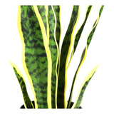 Flores Artificiales Sansevieria Lengua De Suegra Decoración 