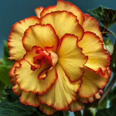 Adenium Rosa Del Desierto Ender + Semillas | Envío gratis