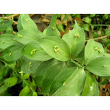 Rusco ( Planta ) Laurel De Alejandría Ruscus Hypophyllum 