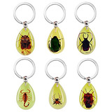 6 Pack Insect In Resin Specimen Collection Luminous Glo...