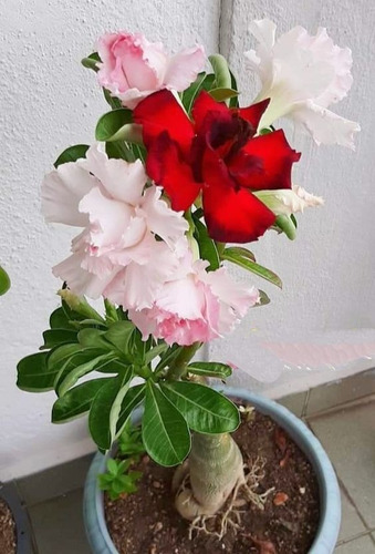  Adenium Rosa Del Desierto Tricolor V3