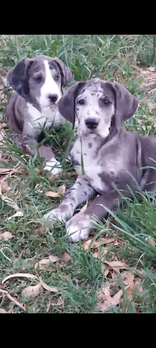 Cachorros Gran Danés Puros