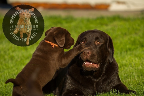 Cachorros Labrador Chocolate De Campo, Sanos, Tarjetas._