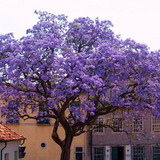 10 Semillas De Paulownia Tormentosa (kiri) $50 Codigo 833