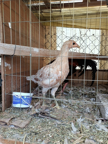 Gallos , Gallinas Y Pollos De Combate 