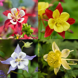 Semillas De Flor Aquilegia Mix Colores Envío A Todo Chile