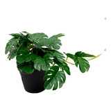 Monstera En Maceta De Plástico Hogar Oficina Negro 19cm