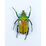 Escarabajo Esmeralda