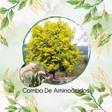 Abono De Aminoácidos Concentrado Para Acacia Amarilla