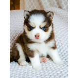 Cachorros Pomsky Bellos.