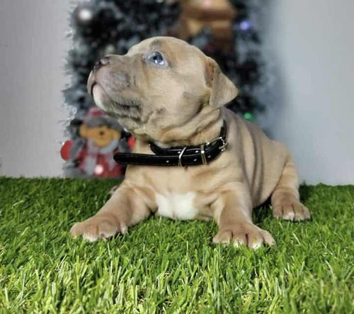 Cachorros American Bully. Todas Las Razas De Perros