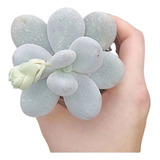 Suculenta Pachyphytum Oviferum Moonstones Pedra Da Lua