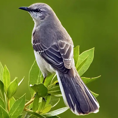 Alimento Para Aves Zenzontles, Calandrias, Jilgueros 800grs. | Meses sin interés
